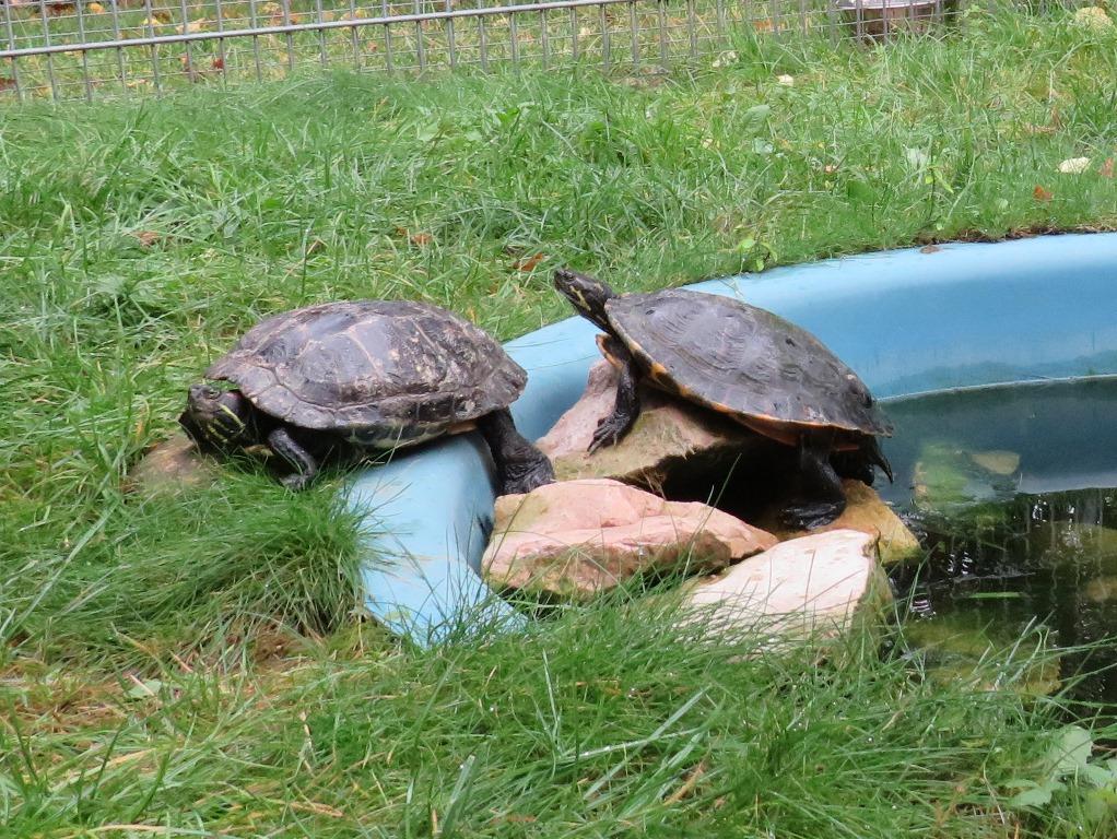 Wasserschildkröten Tierheim Bad Kreuznach